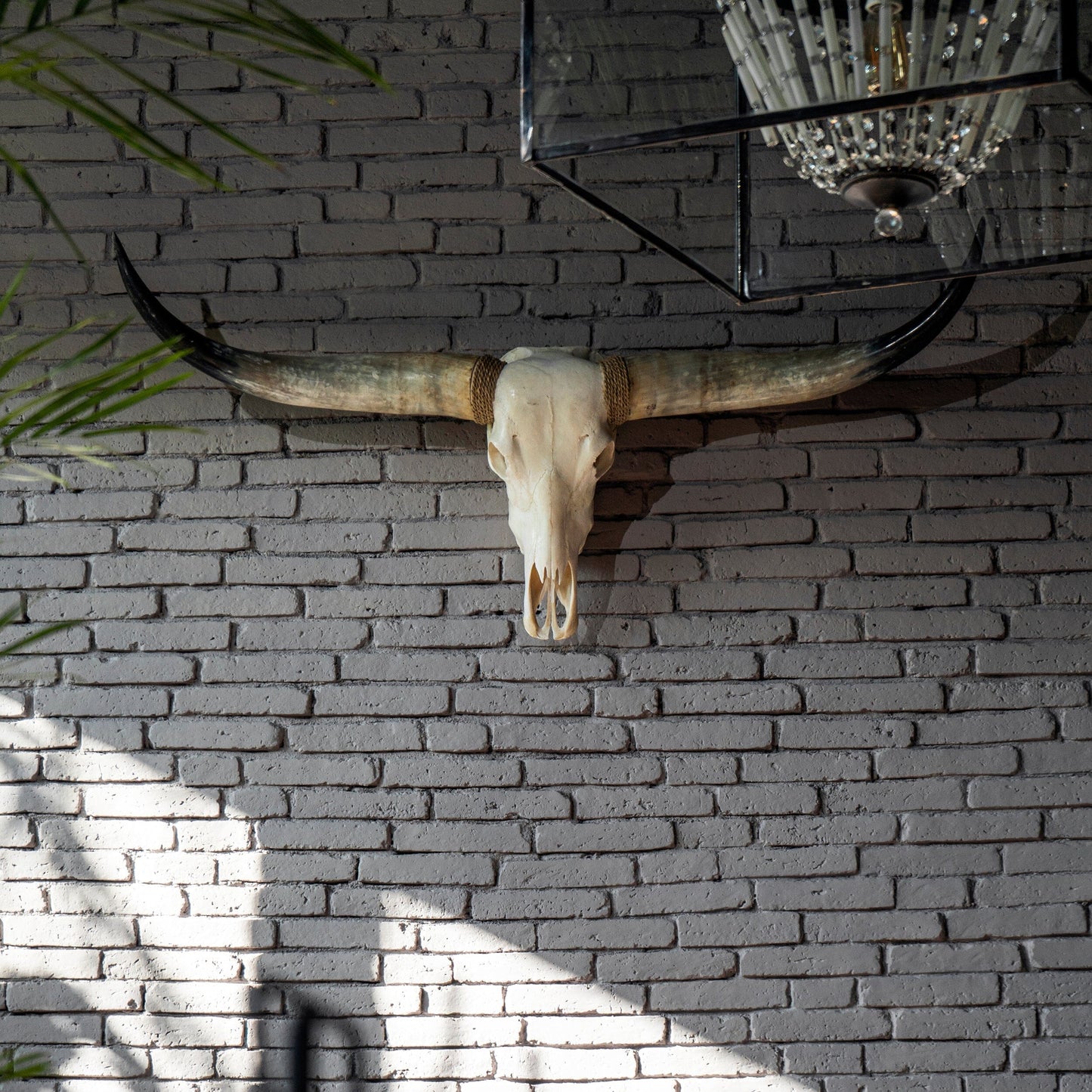 Longhorn Skull - White Storm