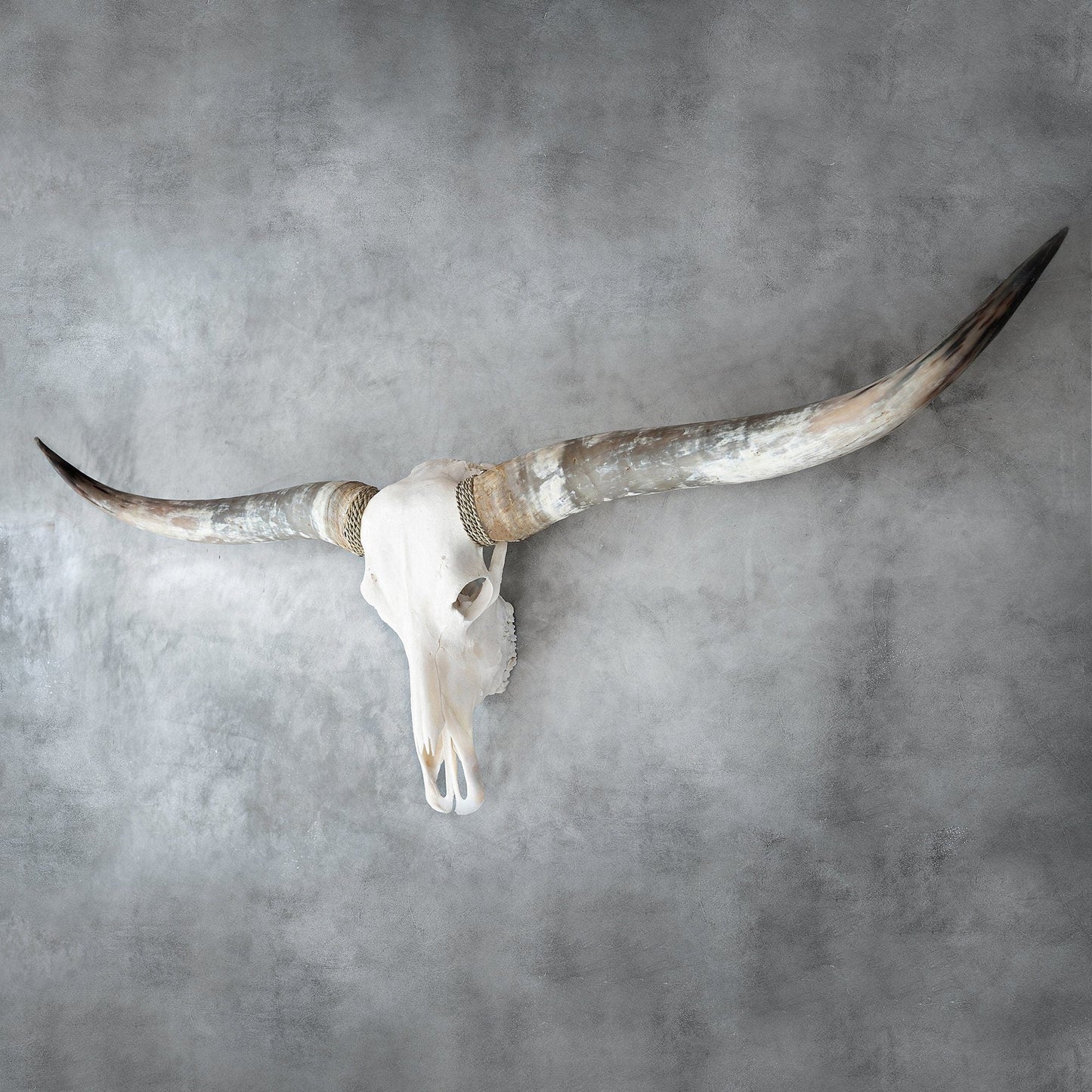 Longhorn Skull - White Storm