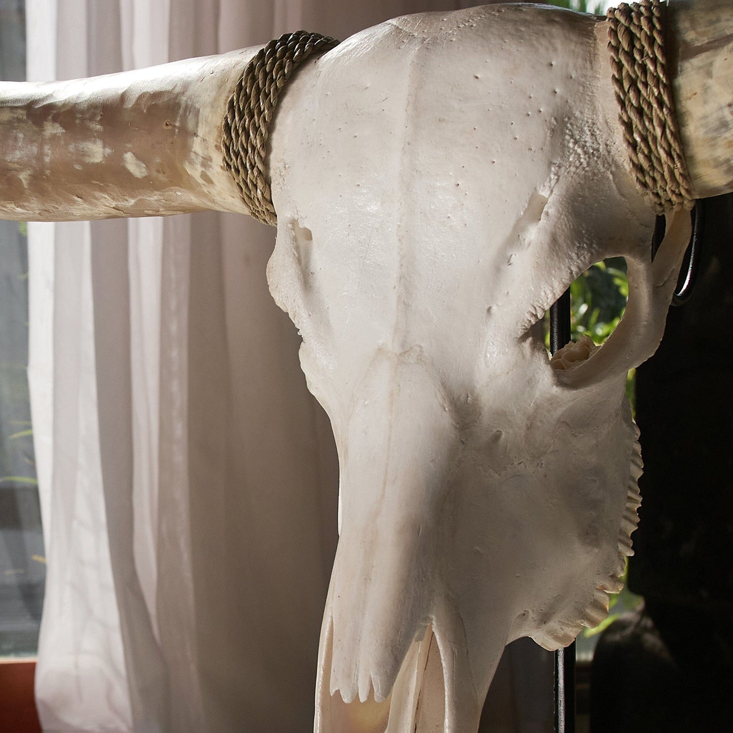 Longhorn Skull - White Storm