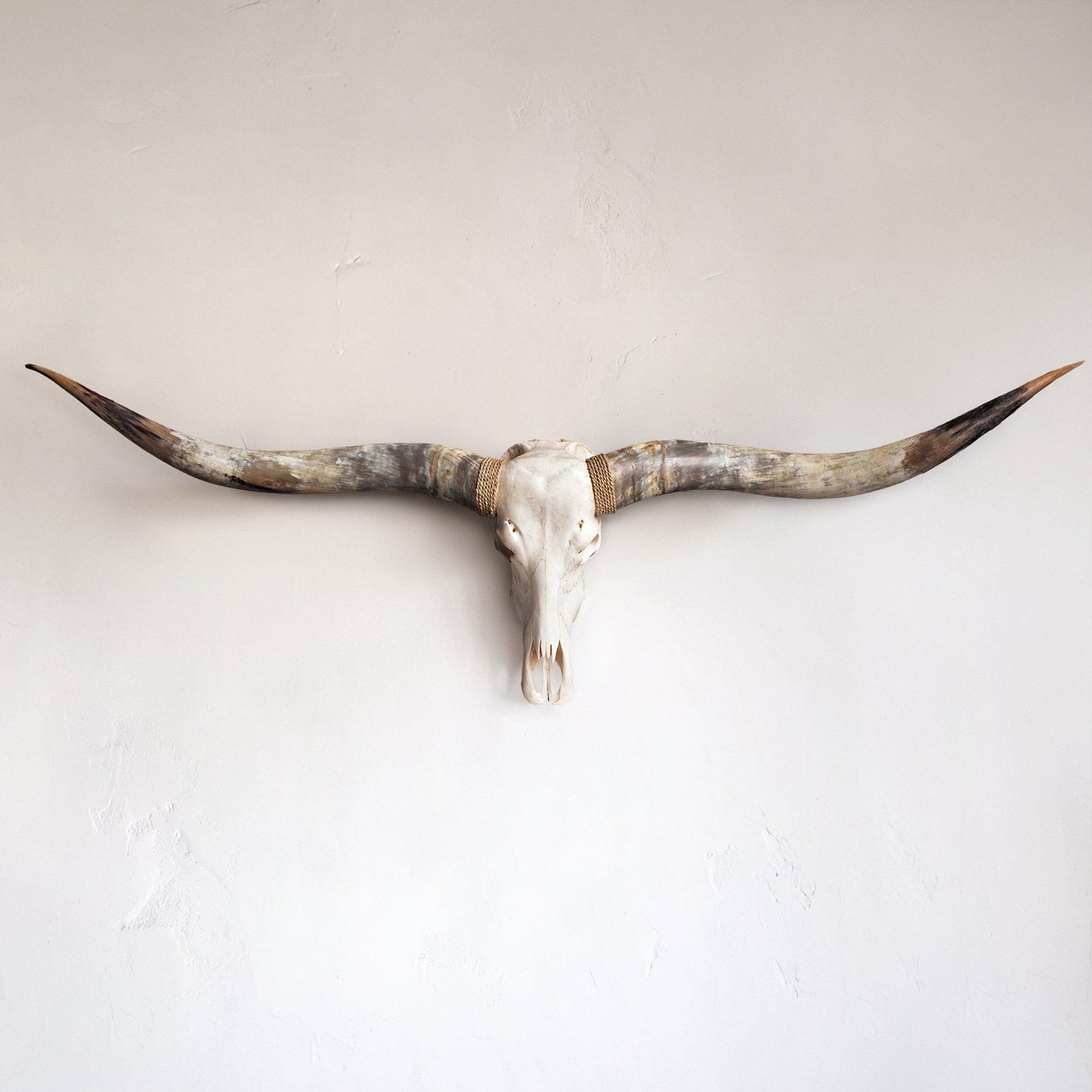 Longhorn Skull // XL Horns - White Storm