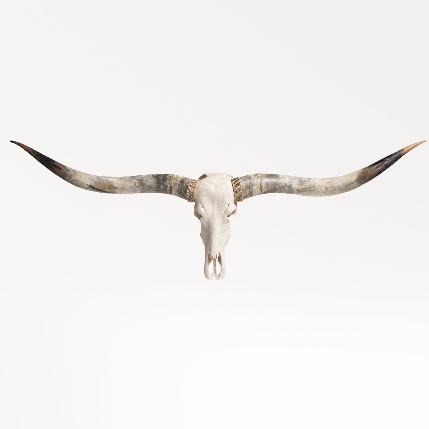 Longhorn Skull // XL Horns - White Storm