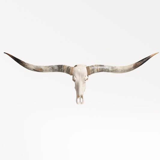 Longhorn Skull // XL Horns - White Storm