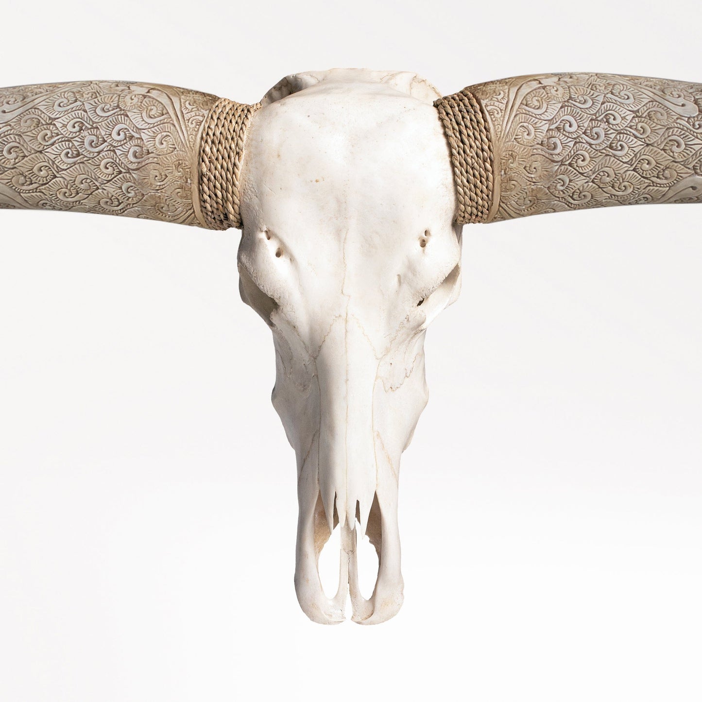 Longhorn Skull // XL Horns - White Storm