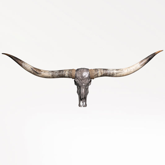 Longhorn Skull // XL Horns - Gray Storm