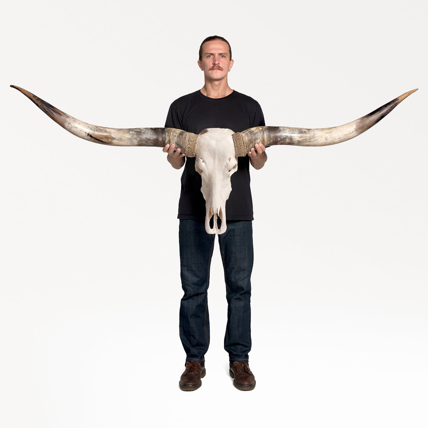 Longhorn Skull // XL Horns - White Storm