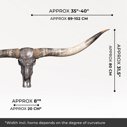 Longhorn Skull // XL Horns - Gray Storm