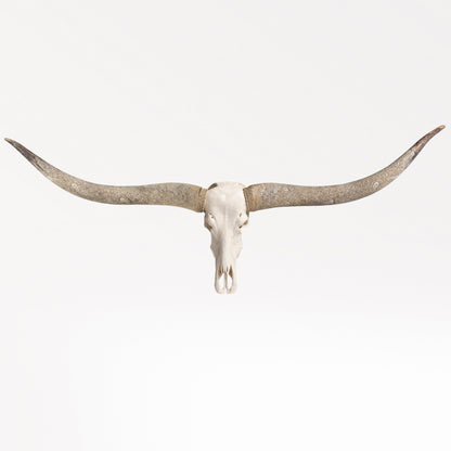 Longhorn Skull // XL Horns - White Storm