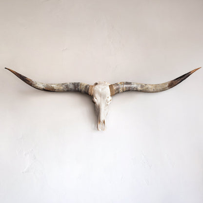 Longhorn Skull // XL Horns - White Storm