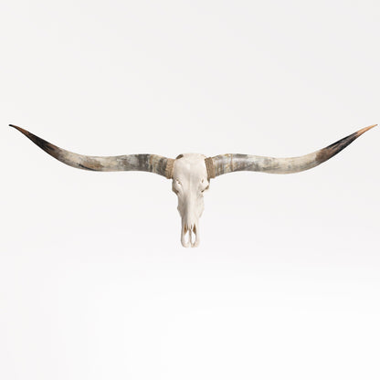 Longhorn Skull // XL Horns - White Storm