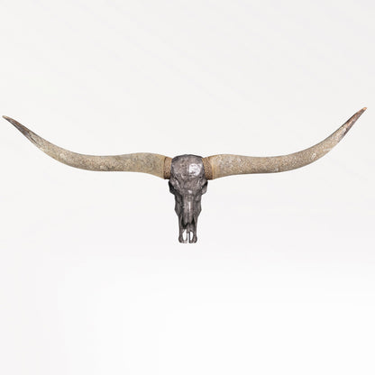 Longhorn Skull // XL Horns - Gray Storm