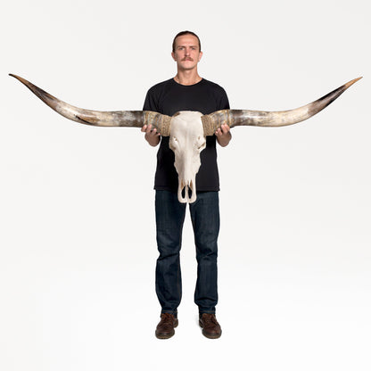 Longhorn Skull // XL Horns - White Storm